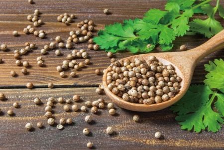 Moringa pterygosperma frøekstrakt